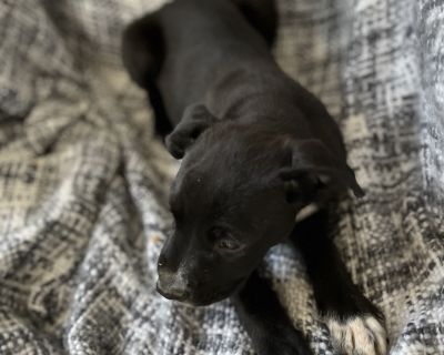 Blitz - Boston Terrier Female Puppy for Adoption