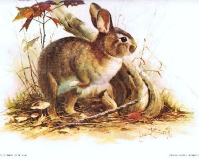 "Cottontail" Bunny Rabbit Litho - by Artist, James R. Smith - 1979 - Unframed