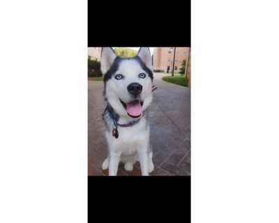 Oliver - Husky Male Dog for Adoption