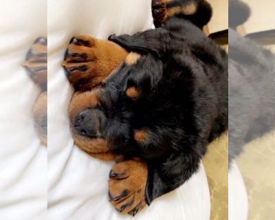 Bear - Rottweiler Male Puppy for Adoption