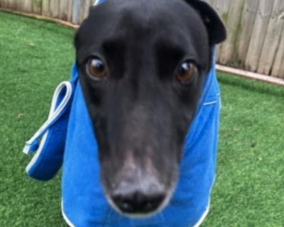 Buderim Bullet (Harry) - Greyhound Male Dog for Adoption