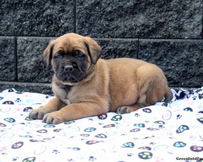 Dustin - English Mastiff Puppy For Sale in Pennsylvania