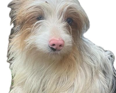 Coral - Silky Terrier Mix Female Dog for Adoption