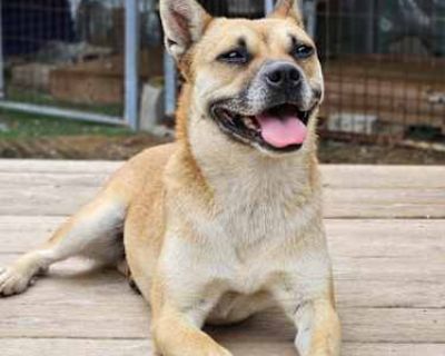 Klein - French Bulldog/Jindo Mix Female Dog for Adoption
