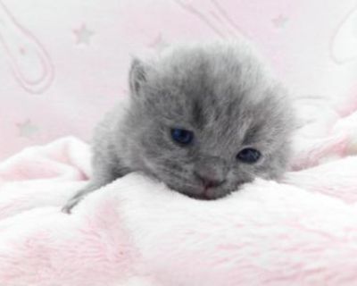 Sterling Silvers - Scottish Fold Male & Female Kitten For Sale