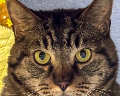 Mister Menew is a handsome guy who knows exactly what he prefers in a home. You see, Menew really prefers the quieter things in life. He hopes his new home doesn't have any hustle and bustle, and knows that he is happiest in a low-key environment! He's a timid guy who wants his new family to know he's going to need time and patience to take things at his own pace. Menew prefers to come to you w...