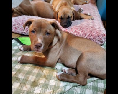 Matilda - Labrador Retriever Mix Female Puppy for Adoption