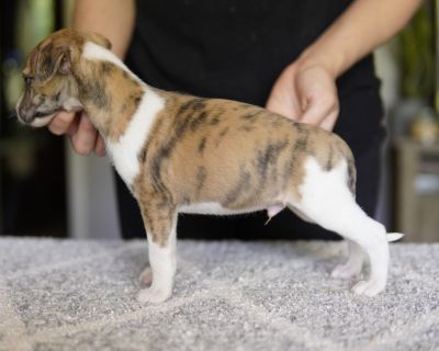 Wonderful Whippet Puppies