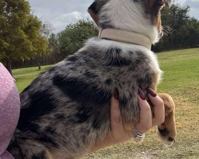 Fritta - Australian Shepherd Female Puppy for Adoption