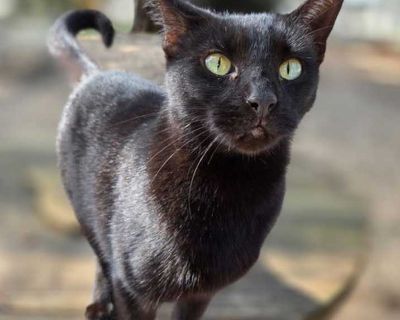 Adult. Black (all). Hair: short. Microchipped. Lemon is a stunning 2-year-old solid black beauty with a story of triumph. She was rescued from a trailer park where cats were reported to be poisoned, and this brave girl came to us with a wound on her neck. After lots of care, cleaning, and love, Lemon has completely blossomed and she s been giving that love right back ever since. Lemon adores at...