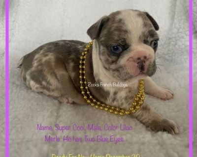 French Bulldog puppies available for Christmas