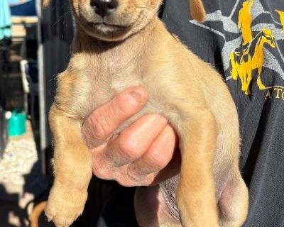 Lola is a lively, adorable Chihuahua mix puppy (born on August 22, 2025) who is sure to fill your days with smiles. She loves playing with his fellow furry friends. She is currently living with other dogs and cats. If you're interested in meeting Lola, come to our adoption event on the 1st and 3rd Saturday of each month from 11am-2pm, located at 6300 San Mateo NE in the south Sprouts parking lo...