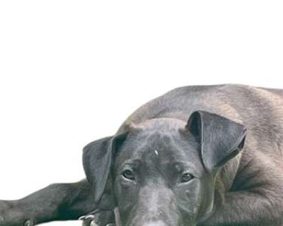 Rip - Presa Canario/Labrador Retriever Mix Male Dog for Adoption
