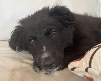 AGE: 11 Weeks SEX: Female BREED: Lab Mix ENERGY LEVEL: Medium DOG FRIENDLY?: Yep! CAT FRIENDLY?: Yep! KID FRIENDLY?: Yep! Meet Jane! This sweet, affectionate pup bonds quickly with her people and is always ready to snuggle any time of day. When she s not cozied up beside you, she s full of energy, fun, and playfulness. She s a smart little cookie, already learning the ropes with a few tricks un...