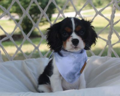 3 Male Cavalier King Charles Spaniel Puppies for Sale