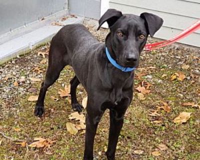 Buddy - Labrador Retriever/Shepherd (Unknown Type) Mix Male Dog for Adoption