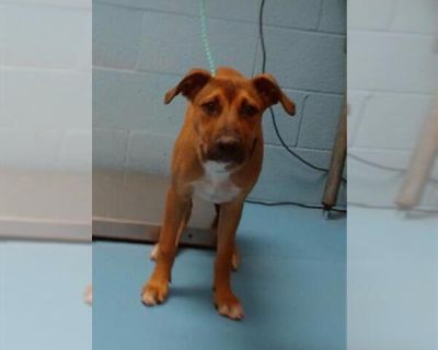 A537332 - Boxer Mix Female Adult Dog for Adoption