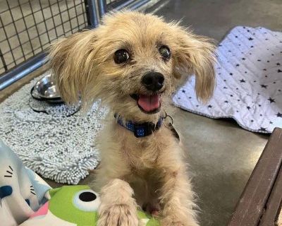Meet Arthur an 11yr old Maltese/Yorkie mix Arthur s the kind of guy who believes life s best enjoyed from a cozy bed with good company nearby. He s got the soul of a gentleman, the face of a teddy bear, and the calm energy of a dog who knows how to nap like a pro. Arthur loves hanging out in the same room as his people (and even has a thing for following the resident turtle around it s adorable...