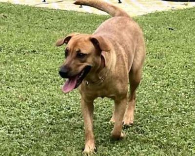 Verdi - Black Mouth Cur Female Dog for Adoption