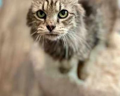 Sophia - Domestic Longhair Female Cat for Adoption