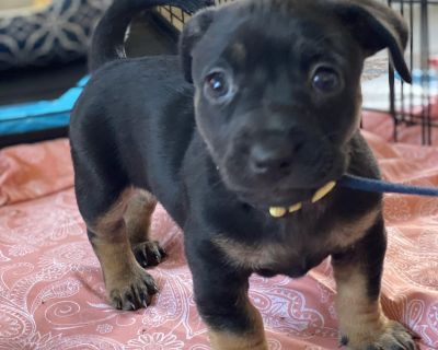 Honey is as sweet as her name. She is an 8 week old Miniature Pinscher Mix, who will be a medium sized dog. She loves other dogs, people and playing with her siblings. She will also slow down and snuggle with you and loves to be held. She is looking for her forever home and a loving family.. Characteristics Affectionate, Friendly, Loves, Playful, Smart Coat length Short Health Vaccinations up t...