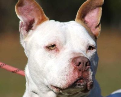 Young. Pretty Lady s name says it all! This beautiful Terrier mix has a winning smile and a heart full of love. She came to ARC from an owner who didn t have the time to give her the care and attention she deserves. Falling for her is inevitable she s incredibly sweet, loves belly rubs, and lives for affection. Pretty Lady is full of energy and would thrive with an active family experienced wit...