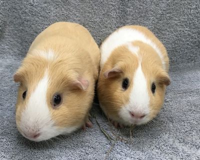 Marigold Lane( living with daughter Moon Dreamer) - Guinea Pig Female for Adoption