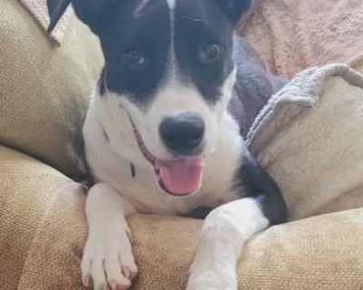 Love on the spectrum - Boxer Male Puppy for Adoption