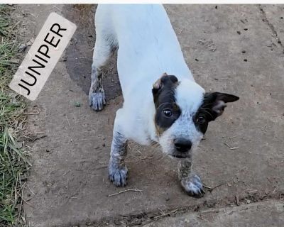 Juniper - Jack Russell Terrier & Parson Russell Terrier Mix Male Puppy for Adoption