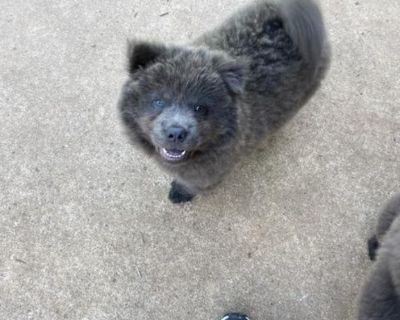 Super sweet 8 week old chow pups.   Black and blue females.  AKC come with first set of shots and wormed.   918 260 6260