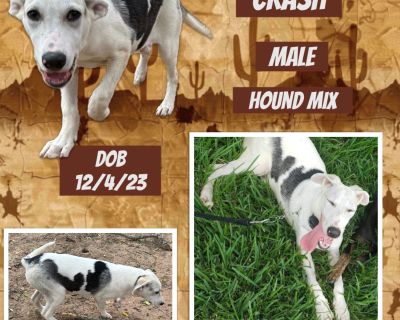 Crash - American Foxhound & German Shepherd Dog Mix Male Puppy for Adoption