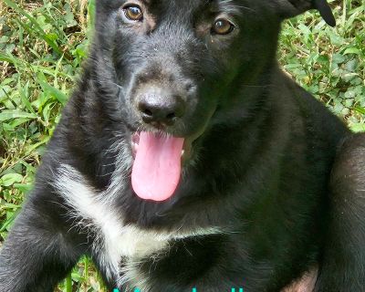 Marshall - Labrador Retriever Mix Male Puppy for Adoption