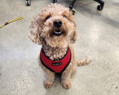 Meet Spooky! Estimated to be about 2 years old, this funny guy is always up for an adventure and will keep you on your toes with his playful spirit. Spooky came in as a stray and sadly never claimed. He's always eager to explore and is curious about everything life has to offer. With his playful and curious nature, Spooky will bring joy and laughter to your life. We think Spooky would do best i...