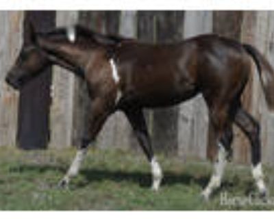 2023 Apha Black Tobiano Filly