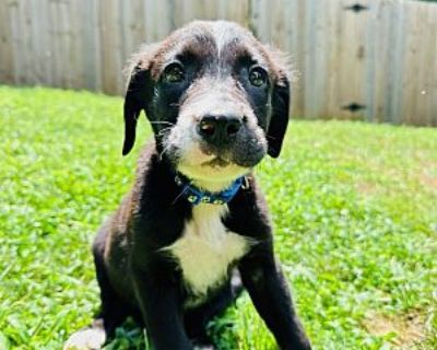 Murphy - Australian Shepherd/German Shepherd Dog Mix Male Puppy for Adoption