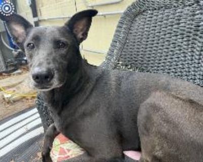 Ketra : Bright and Sassy - Labrador Retriever & Doberman Pinscher Mix Female Dog for Adoption