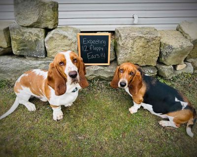 Basset hounds sale craigslist