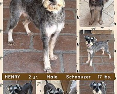 HENRY - Schnauzer (Miniature) Male Dog for Adoption