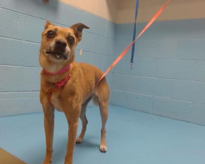 LOLA - Chihuahua & Boxer Mix Female Dog for Adoption