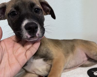 Moria - Black Mouth Cur & Belgian Shepherd / Sheepdog Mix Female Puppy for Adoption