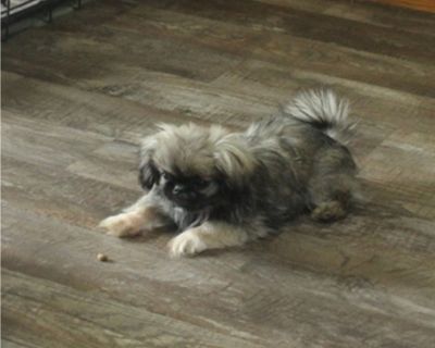 Ewok - Pekingese Male Puppy for Sale