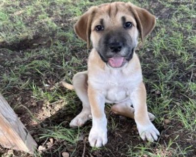 Smores - Labrador Retriever & Shar-Pei Mix Female Puppy for Adoption