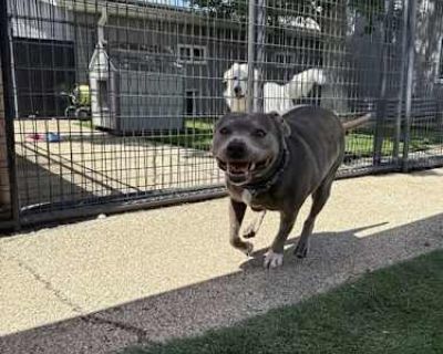 Hippo - Pit Bull Terrier Female Dog for Adoption