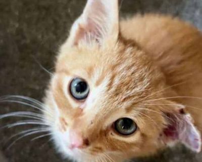 Spayed / Neutered. Breed Domestic Shorthair Color Orange or Red Age 2 months old, Kitten Sex Male Pet ID 106738 Hair Length