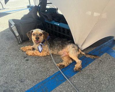 Brownie - Poodle (Miniature)/Shih Tzu Mix Male Dog for Adoption