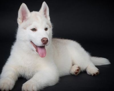 Siberian Husky
