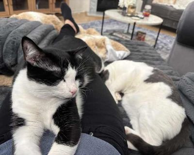 I adopted Wrenly when he was five months old. He is a year and a half now. He is one of the sweetest cats on the planet. He is very sweet and cuddly. He has never bitten, scratched, or hissed at me. He just needs someone who can give him lots of attention and cuddles and I cannot always do that. He is very healthy and up to date on all of his shots and he has a microchip.. Good with kids Good w...