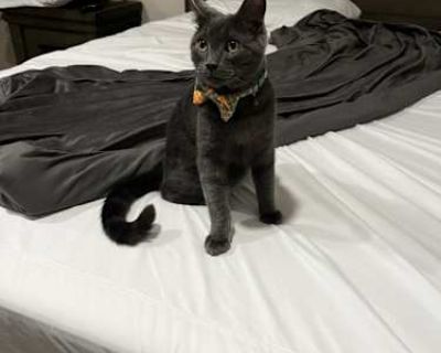 Tobias - American Shorthair Male Cat for Adoption