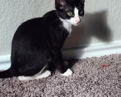 Meeko - Tuxedo & Domestic Short Hair Mix Male Cat for Adoption