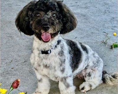 Hello- my name is Lolly! I'm an adorable little poodle weighing in at just 13 lbs and estimated at a year old. I was surrendered with my buddy Oreo by our owner who was no longer able to care for us I am quite shy; but love to be cuddled and held once I'm in your arms! I get along with the other dogs at the rescue, but I find the big dogs a bit scary. I've been well behaved around the rescue ca...